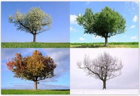 Poszterek 155x105 Négy évszak Fa
