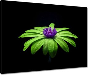 Vászonkép 80x60 Lime szirmok