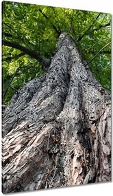 Vászonkép 80x120 Fa Kilátás