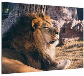 Egy fekvő oroszlán képe (üvegen) (70x50 cm)