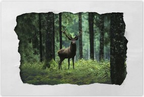 Poszterek 120x80 Szarvas Erdő Tájkép