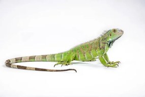 Fotográfia Green iguana (Iguana iguana) on white background, Arun Roisri