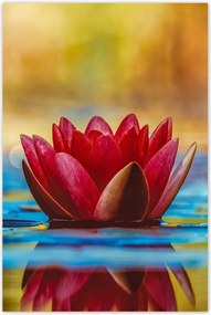 Poszterek 80x120 Tavirózsa Virág Víz
