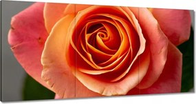 Vászonkép 180x90 Rózsa Virág Virágok Rózsa