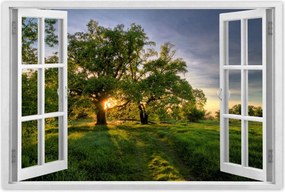 Poszterek 90x60 Rogalin tölgyek