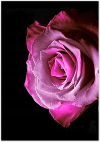 Poszterek 70x100 Lila rózsa