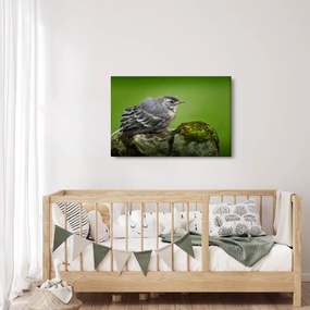 Kép - Légykapó (90x60 cm)
