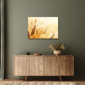 Kép - részlet gabona (70x50 cm)