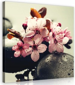 Vászonkép 80x80 Cseresznyevirágok spa kövek vízcseppek nyugalom harmónia