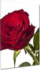 Vászonkép 80x120 Vörös rózsa