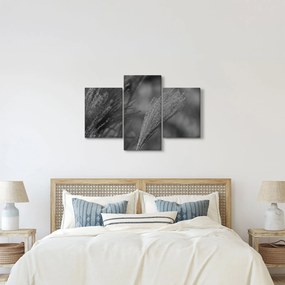 Kép - Szárított pampafű (90x60 cm)