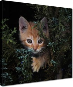 Vászonkép 30x30 Cica