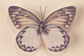 Poszter 30x20cm Pillangó, Assaf Frank