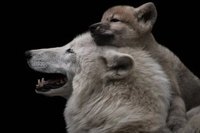 Művészeti fotózás Mother's love between arctic wolf and, Thomas Marx, (40 x 26.7 cm)