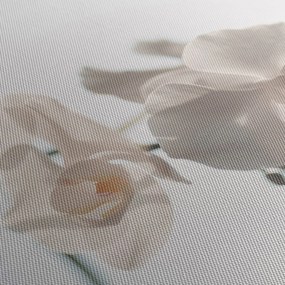 Fehér orchidea képe (90x60 cm)
