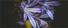 Kép - Lila (120x50 cm)