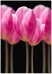 Poszterek 70x100 Tulipánok Virágok