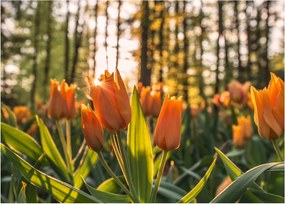 Narancssárga tulipán képe (70x50 cm)