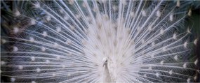Kép - Fehér páva (120x50 cm)