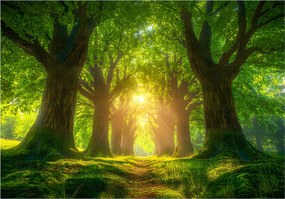 Vinil Fotótapéta Flizelin Erdő Fák Természet Nap Zöld 312x219