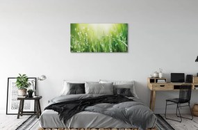 Canvas képek Fű nap csepp 120x60 cm