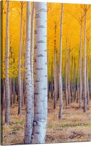 Nyírfa Ősz Sárga levelek vászonkép 50x80 cm