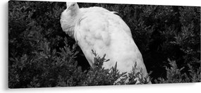 Kép - Páva, fekete-fehér (120x50 cm)