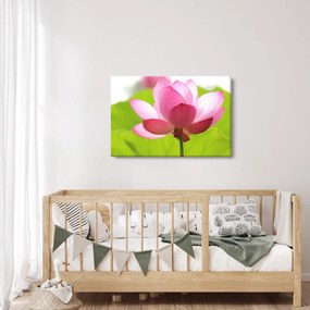 Lótuszvirág kép (90x60 cm)