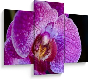Részletes kép az orchidea virágról (90x60 cm)