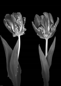 Poszter 39,5x55cm Rokokó tulipánok, Assaf Frank