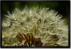 Poszterek keretben 60x40 Pitypang Virág Virágok