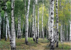 Fotótapéta nyírfa erdő ösvény természet fák zöld hálószoba nappali 208