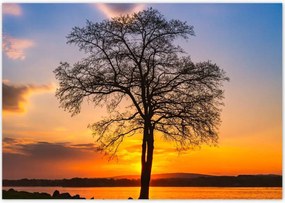 Poszterek 100x70 Fa naplemente