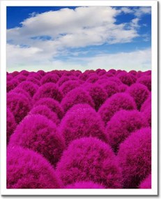 Poszterek keretben 40x50 Kifejező rét Tájkép