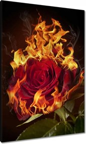 Vászonkép 70x100 Vörös lángoló rózsa