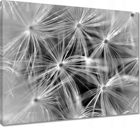 Vászonkép 50x40 Pitypang Virág Virágok