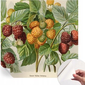 Öntapadós tapéta Divatos 3D fali ragasztóval Klasszikus málna 250x250 cm