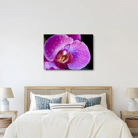 Részletes kép az orchidea virágról (70x50 cm)