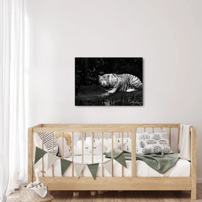 Kép - albínó tigris, fekete-fehér (70x50 cm)