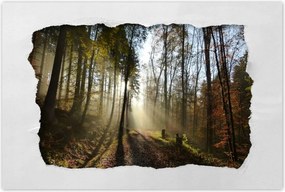 Poszterek 120x80 Napfelkelte az erdőben