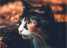 Kép - A macska látképe (70x50 cm)