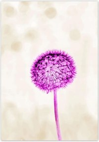 Poszterek 70x100 Lila pitypang