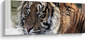 Tigris képe (órával) (90x30 cm)