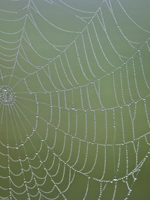 Poszter 30x40cm Pókháló, Assaf Frank