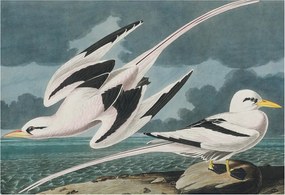 Fotótapéta Flizelina Nappali és Hálószoba Madarak a tengerparton 152x104