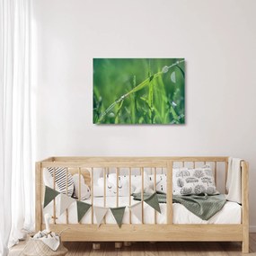 Harmat cseppek képe (üvegen) (70x50 cm)