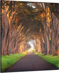 Vászonkép Út a fák között Természet 80x100 cm