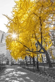 Poszter 20x30cm ĂsvĂ©ny a központi parkon ĂĄt 4, Assaf Frank