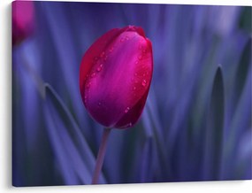 Tulipán bimbó képe (70x50 cm)