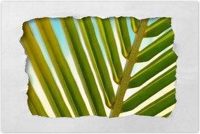 Poszter 60x40 Pálmalevél Levél